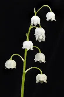 Lily of the Valley -Convallaria majalis-, Stuttgart, Baden-Wurttemberg, Germany