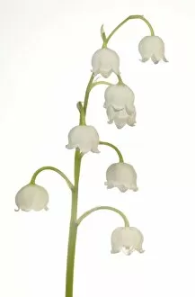 Images Dated 22nd May 2013: Lily of the Valley -Convallaria majalis-, Stuttgart, Baden-Wurttemberg, Germany