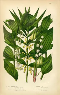 Springtime Prints: Lily of the Valley, Solomonas Seal, Victorian Botanical Illustration