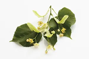 Lime Tree Prints: Lime or Linden (Tilia) leaves and flowers
