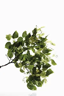 Lime Tree Prints: Lime or Linden (Tilia) leaves and seed heads