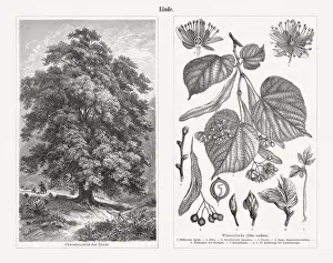Lime (Tilia cordata) - twig with leaves, blossoms, and seed