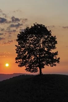 Lime tree on a hill at sunset, Emmental, Bernese Oberland, Canton of Bern, Switzerland