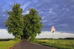 Road Sign Prints: Lime Tree or Linden -Tilia- tree-lined avenue in the evening light