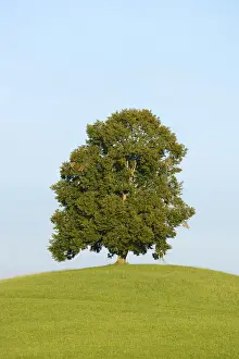 Canton Of Zug Prints: Lime Tree -Tilia- on a green hill, Canton of Zug, Switzerland