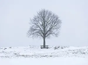 Lime Tree Prints: Lime Tree -Tilia spp. - and a wooden bench on a snow-covered field, Bavaria, Germany