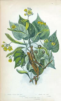 Images Dated 21st June 2015: Lime Tree Victorian Botanical Illustration