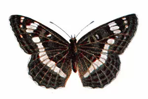 Insect Lithographs Gallery: Limenitis camilla, Eurasian white admiral butterfly, Wildlife art