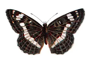 Prints of Vintage illustration of Limenitis camilla, Eurasian white admiral butterfly, Wildlife art Colourful Butterflies Prints: Limenitis camilla, Eurasian white admiral butterfly, Wildlife art