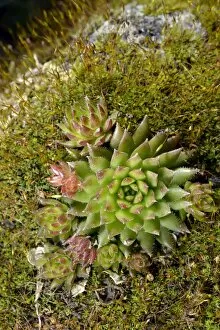 Images Dated 22nd March 2013: Limestone houseleek -Sempervivum calcareum-, amidst moss, Stuttgart, Baden-Wurttemberg, Germany