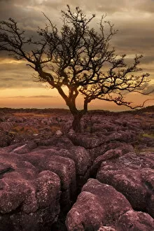 Ray Bradshaw Gallery: Limestone rocks with tree