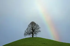 Weather Prints: Limetree, linden tree -Tilia- on a moraine hill with a rainbow