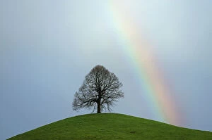 Hilly Landscape Gallery: Limetree, linden tree -Tilia- on a moraine hill with a rainbow, Hirzel, Switzerland, Europe
