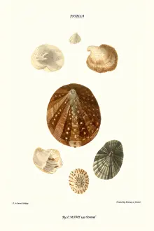 Mollusc Prints: limpet shell