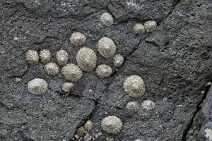 Images Dated 11th June 2013: Limpets -Patellidae- growing in the surf zone on rocks, Faroe Islands, Denmark