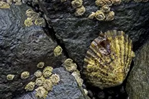 Mollusca Collection: Limpets -Patellidae- in the surf zone on rocks, Suouroy, Faroe Islands, Denmark