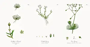 Lindblomas Pearlwort, Sagina nivalis, Victorian Botanical Illustration, 1863