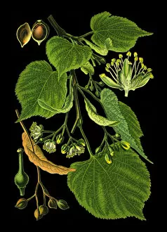 Medicinal and Herbal Plant Illustrations Collection: Linden