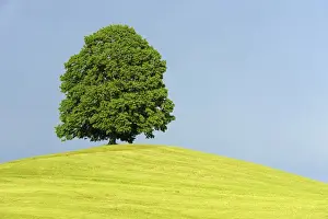 Assembling Prints: Linden (Tilia) standing on a hill in front of gathering storm clouds