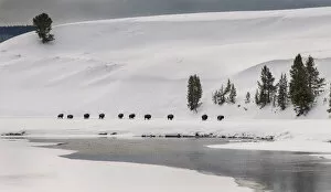 Images Dated 10th February 2015: Line of Bison