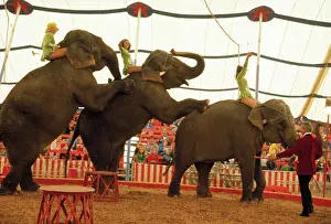 Conformity Prints: Line of Circus Elephants