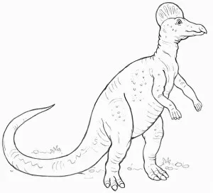 Images Dated 12th March 2008: Line drawing of a Corythosaurus dinosaur