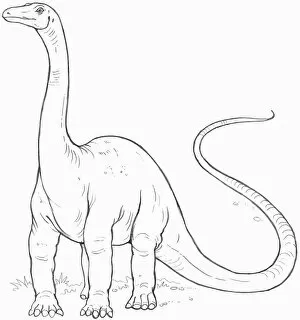 Images Dated 12th March 2008: Line drawing of a diplodocus