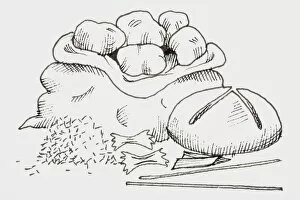 Images Dated 6th February 2007: Line drawing of foods that provide carbohydrates, including potatoes, bread, and pasta