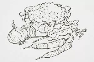 Healthy Eating Gallery: Line drawing of vegetables including, cauliflower, onions and carrots