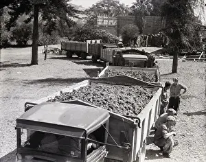 Grapes Prints: Line of Trucks Loaded With Grapes