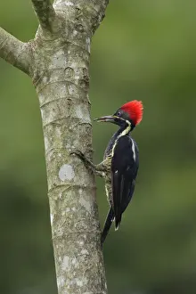 Lineated Woodpecker