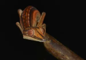 Scaled Reptile Prints: Lined Flat-tail Gecko or Lined Leaf-tail Gecko -Uroplatus lineatus-, Marojejy Madagascar