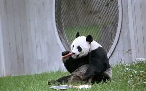 Carrot Prints: Ling Ling Enjoying a Carrot at the Zoo
