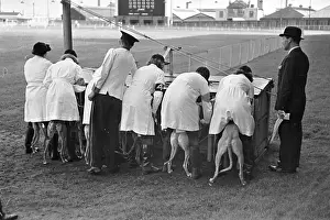 Lining Up Dogs