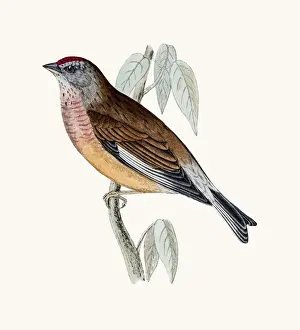 Linnet Prints: Linnet bird