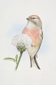 Linnet (Carduelis cannabina), illustration of small, slim finch, attractively marked with crimson foreheads and breasts