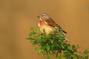 Images Dated 28th April 2012: Linnet -Carduelis cannabina-, male perched on a green branch, Lake Neusiedl, Burgenland, Austria