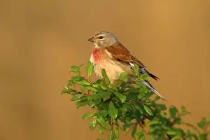 Burgenland Prints: Linnet -Carduelis cannabina-, male perched on a green branch