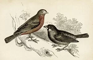 Images Dated 25th April 2017: Linnet and Sparrow bird engraving 1851