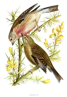 Images Dated 29th September 2012: Linnets - Carduelis cannabina