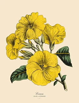 Linum or Flax and Linseed Plant, Victorian Botanical Illustration