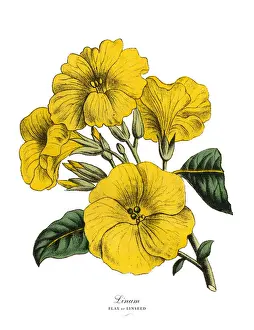 Engraved Im Prints: Linum or Flax and Linseed Plant, Victorian Botanical Illustration