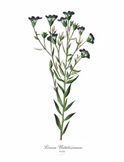 Bright Gallery: Linum usitatissimum, Flax Plants, Victorian Botanical Illustration