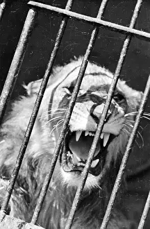 Circus Prints: Lion Bars