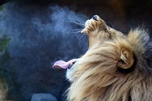 Images Dated 8th January 2012: Lion Breath Lion yawns on a cold winter day
