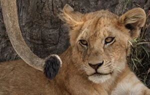 Images Dated 11th October 2015: Lion cub looking at tuft of mothers tail