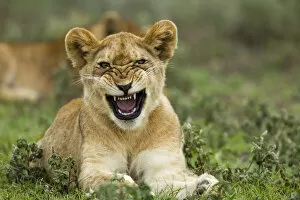 Images Dated 1st March 2012: Lion Cub, Ndutu Plains, Tanzania