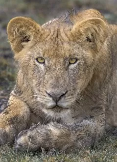 Images Dated 19th April 2016: lion cub portrait