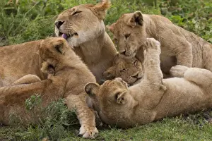 Licking Prints: Lion and cubs playing in the Serengeti National Park, Tanzania