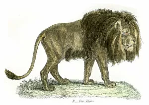 Images Dated 29th July 2016: Lion engraving 1803